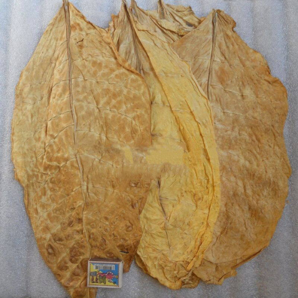 Tobacco seeds «Khersonsky-7»