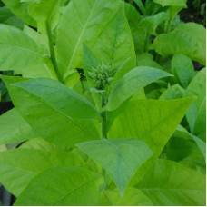 Tobacco seeds «Early ripening»