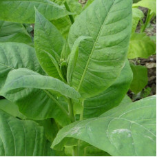Tobacco seeds «American-3»