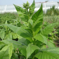 Tobacco seeds «Cuban»