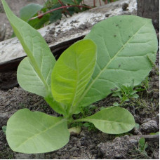 Tobacco seeds «Sherazi»