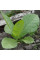 Tobacco seeds «Sherazi»