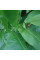 Tobacco seeds «Sherazi»