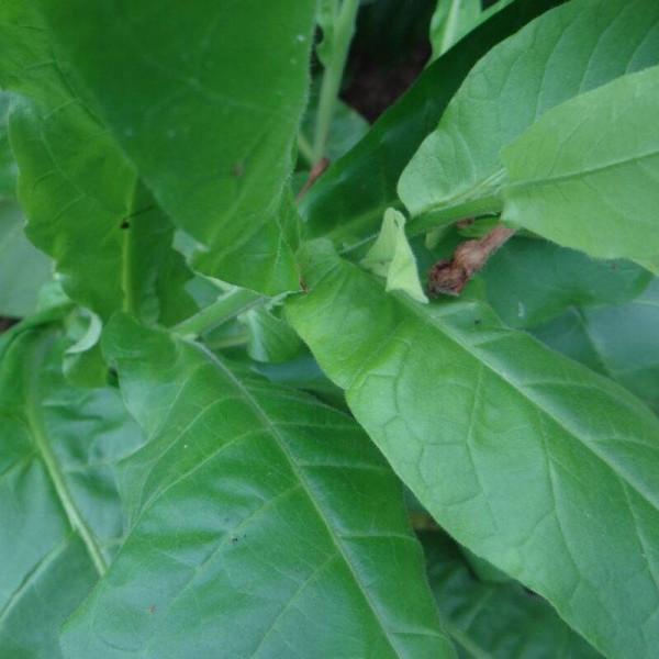 Tobacco seeds «Sherazi»