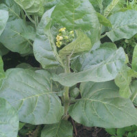 Tobacco seeds «Midewivan Sacred»