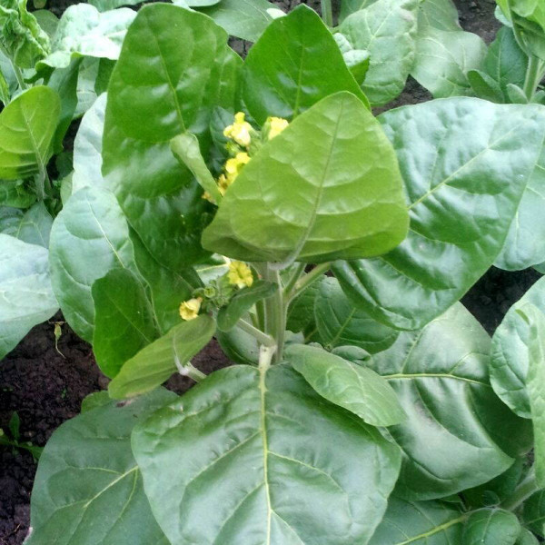 Семена табака «Перуанский Мопачо»