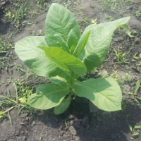 Tobacco seeds «Florida Sumatra»