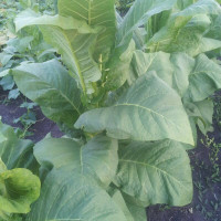 Tobacco seeds «Havana z 992»