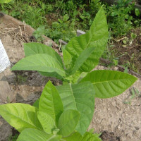 Tobacco seeds «American-26»