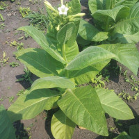 Tobacco seeds «Burley Yellow But Twist»