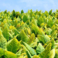 Tobacco seeds «Kentucky»