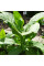 Tobacco seeds «Silk leaf»