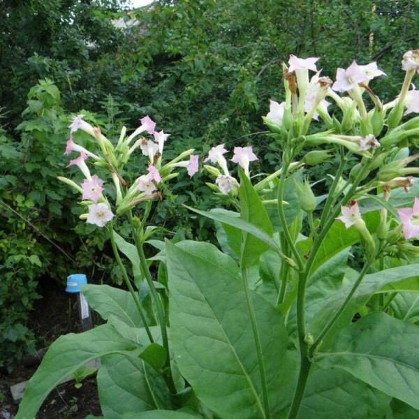 Tobacco seeds «Silk leaf»