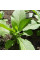 Tobacco seeds «Silk leaf»