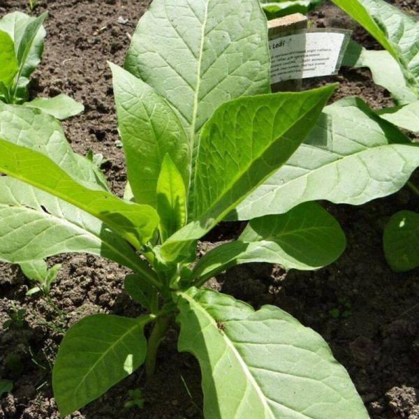 Tobacco seeds «Silk leaf»