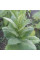 Tobacco seeds «Silk leaf»