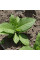 Tobacco seeds «Silk leaf»