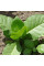 Tobacco seeds «Silk leaf»