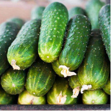 Cucumber seeds «Annika» F1