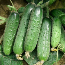 Cucumber seeds «Greenland» F1
