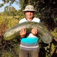 Насіння гарбуза «Лунга Пієна ді Наполі»
