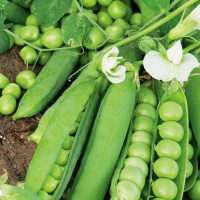 Pea seeds «Jof»