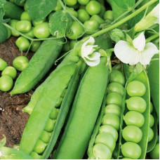 Pea seeds «Jof»