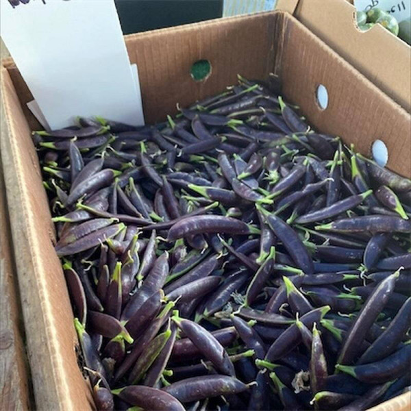 Pea seeds «Purple Blauwschokker»