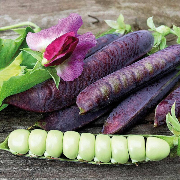 Pea seeds «Purple Blauwschokker»