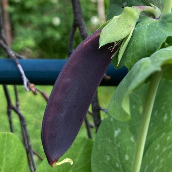 Pea seeds «Purple Blauwschokker»