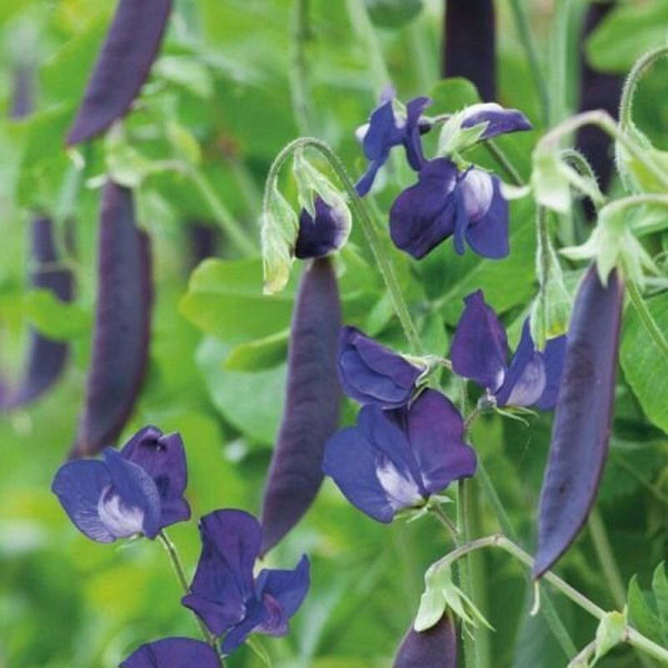 Pea seeds «Purple Blauwschokker»