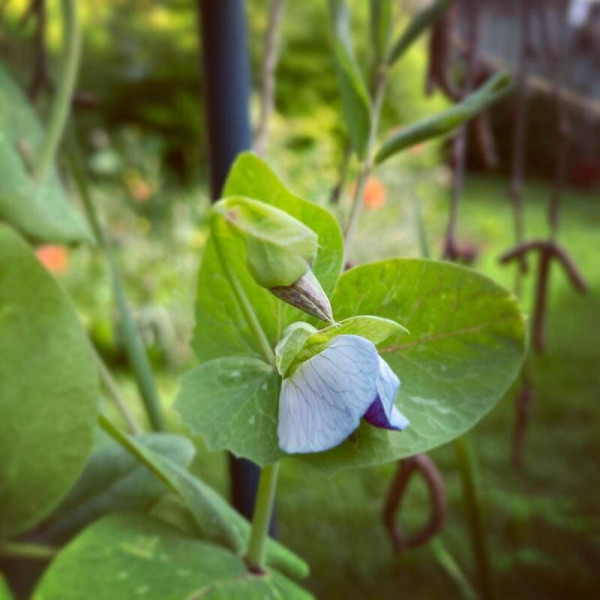 Pea seeds «Purple Blauwschokker»