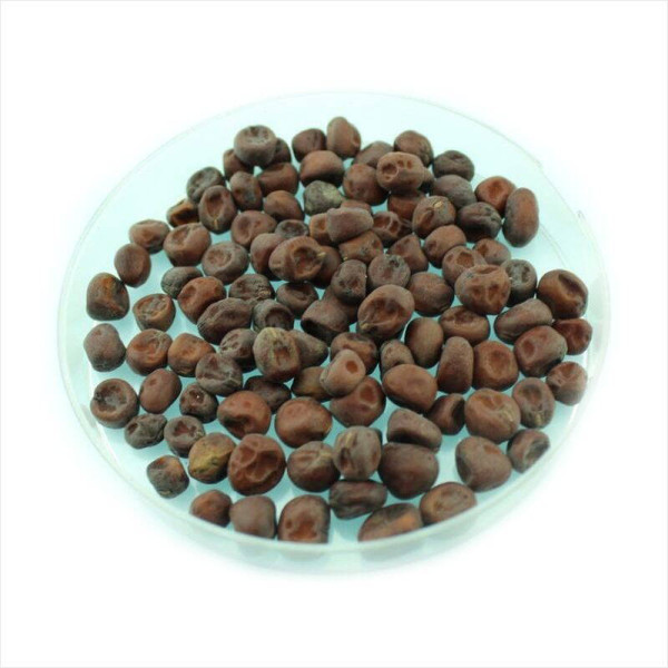 Pea seeds «Purple Blauwschokker»