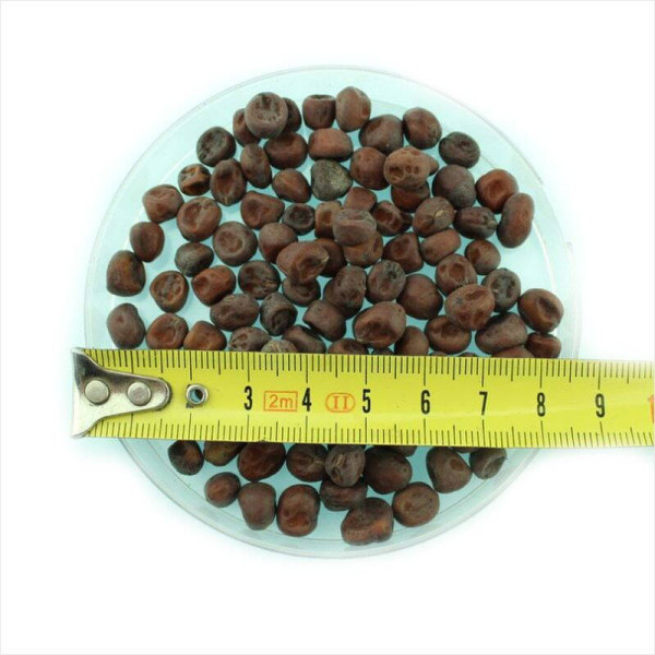 Pea seeds «Purple Blauwschokker»