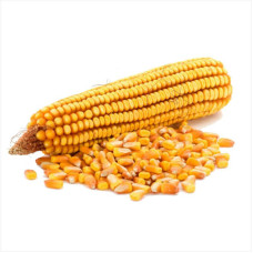 Corn seeds «Dostatok MB» F1