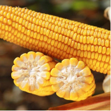 Corn seeds «Amarok» F1