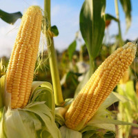 Corn seeds «Jurmala» F1 (Hermione)