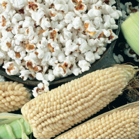 Corn seeds «White»