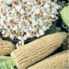 Corn seeds «White»