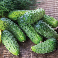 Cucumber seeds «Krak» F1