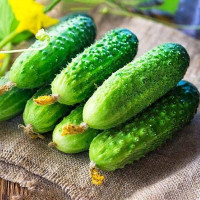 Cucumber seeds «Darling» F1