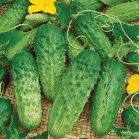 Cucumber seeds «Bison» F1