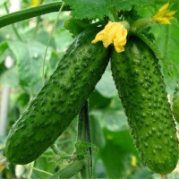 Cucumber seeds «Skvirsky» F1