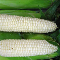 Corn seeds «Snow White» F1