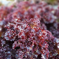Salad seeds «KS 101»