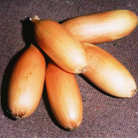 Onion seeds «Lyubchik»