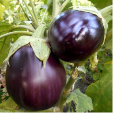 Eggplant seeds «Aswad» F1