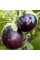 Eggplant seeds «Aswad» F1