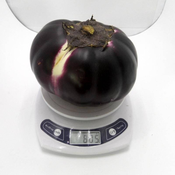 Eggplant seeds «Aswad» F1