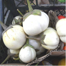 Eggplant seeds «Kumari Sri Lanka»